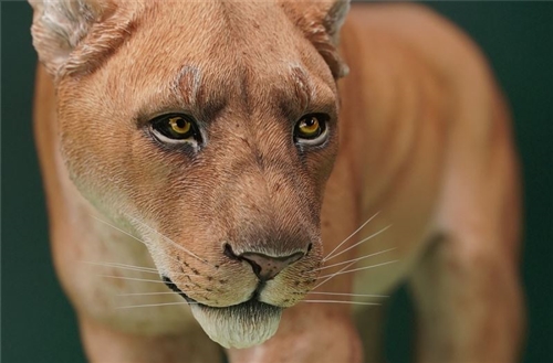 JXK 1/6 Lioness Model – Lana Time Shop